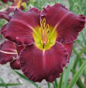 Хемерокалис с уникално кадифено вишнев цвят - Hemerocallis Fripp Island Хемерокалис с уникално кадифено вишнев цвят - Hemerocallis Fripp Island