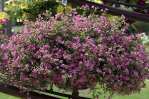 Най-новата бакопа висяща розова утопия или почвопокривна - Bacopa pinktopia