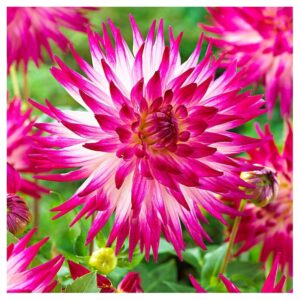Далия експлозия от красота и невероятно величествена - Dahlia Dutch explosion Далия експлозия от красота и невероятно величествена - Dahlia Dutch explosion