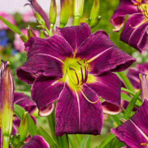 Къдрав Хемерокалис гроздов шербет - Hemerocallis Grape sherbet Къдрав Хемерокалис гроздов шербет - Hemerocallis Grape sherbet