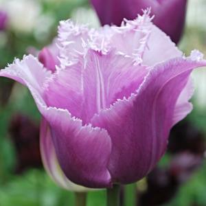 Лале артистично ресничесто лилав кристал - Tulip Lilac crystal