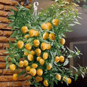 Пъпешово дърво с екзотични ароматни и много вкусни плодове - Solanum Pepino plant (Melonplant)