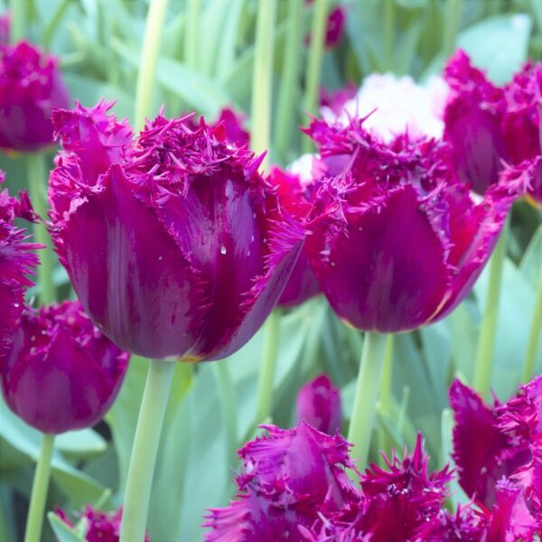 Лале великолепно с променящ се лилав цвят ресничесто - Tulip curly sue
