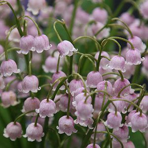 Момина сълза единствената в розово за сенчести градини - Convallaria Majalis rosea (Lily of the valley)