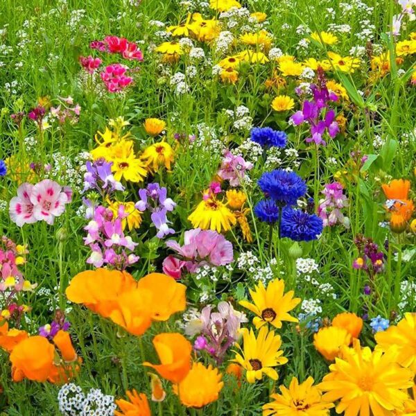 Семена за летни цветя смес цъфтят цяло лято в градина с височина 30-50 см - Summer flowers mix seeds