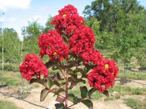 Лагерстремия кралицата на многогодишните храсти с тъмно червени листа - Lagerstoemia red