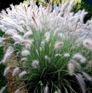 Най-красивата зимоустойчива и лесна за отглеждане декоративна трева - Pennisetum villosum Fluffy
