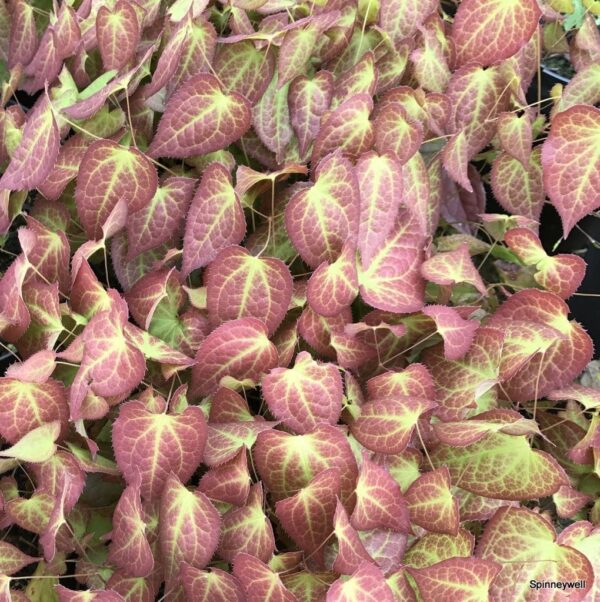 Епимедиум многогодишен храст с разноцветни променящи се листа за сянка - Epimedium rubrum