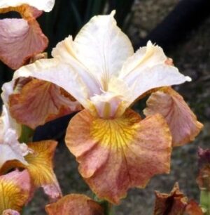 Ирис Джери Мърфи с променящ се розово-златист цвят - Siberian Iris Jerry Murphy