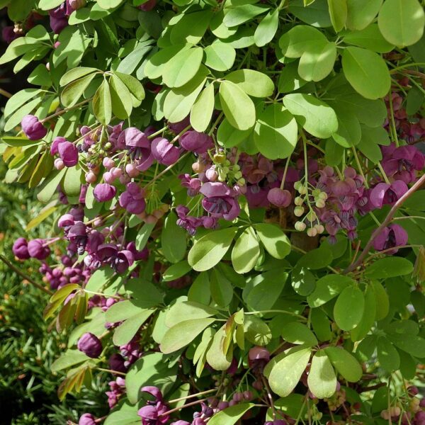 Акебия увивна старинна лиана с шоколадово-ванилов аромат и ЯДЛИВИ плодчета - Akebia quinata