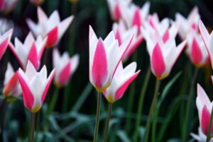 ЛАЛЕ ПЕПЪРМИНТ СТИК - TULIPA CLUSIANA PEPPERMINTSTICK