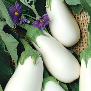 Патладжан без горчивина полезен за здравето Палома - Eggplant Paloma F1