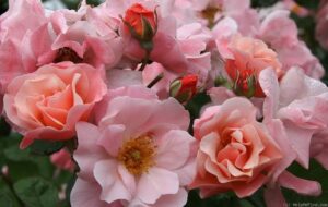 Най-Ароматната Роза Невинна утрин Увивна цъфти цяло лято - Rose CLAIR MATIN