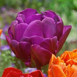 Лале кичесто ароматно и многогодишно пурпурно лилаво - Tulip double Negrita
