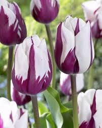 Лале Фаворит очарователно красиво - Tulip rems favourite