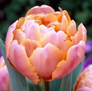 Лале Розова звезда с променящ се прасковено-пурпурен цвят - Tulip double pink star Лале Розова звезда с променящ се прасковено-пурпурен цвят - Tulip double pink star