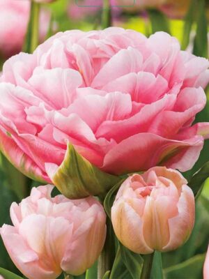 Лале божуресто Мечтател в преливащи розови тонве - Tulip Dreamer 3 Лале божуресто Мечтател в преливащи розови тонве - Tulip Dreamer 3