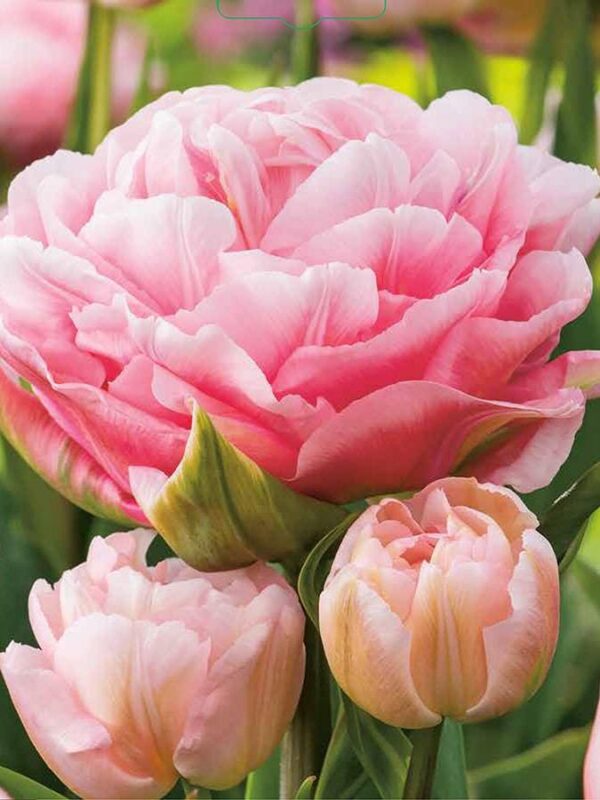 Лале божуресто Мечтател в преливащи розови тонве - Tulip Dreamer 2 pcs