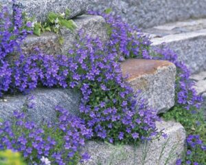 Кампанула почвопокривна студоустойчива Синя магия семена - Campanula portenschlagiana Blue magic Кампанула почвопокривна студоустойчива Синя магия семена - Campanula portenschlagiana Blue magic