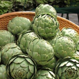 Артишок билка антиоксидант и кулинарен деликатес - Cynara scolymus Green globe