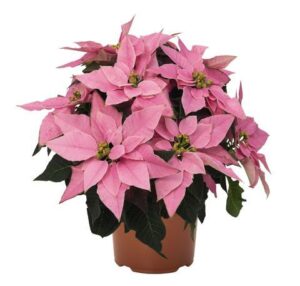 Коледна звезда очарование за зимата в розово - Poinsettia pink