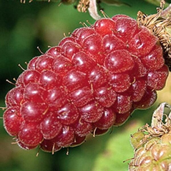 Супер полезно Логанбери - идеалната комбина между Малина и Къпина - Loganberry (Rubus x Loganobaccus)
