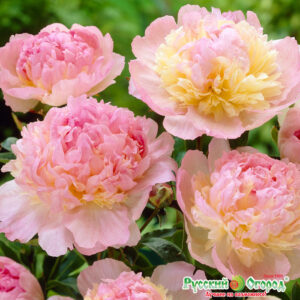 Божур най-романтичният с променящи розови нюанси - Paeonia catharina fonteyn Божур най-романтичният с променящи розови нюанси - Paeonia catharina fonteyn