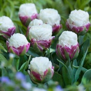 Ексклузивното и модерно лале сладоледен крем - Tulip Ice cream Double late 3
