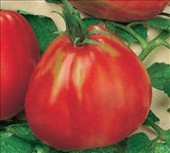Домат Албенга с тегло 300-350 гр.Еко тип за прясна консумация - Tomato Lanterna F1