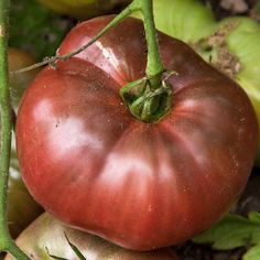 Домат старинен антиоксидантен един от най-полезните за здравето сортове -Tomato Cheroke carbon
