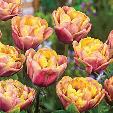 Лале не изчезващо през годините Красива епоха - Tulip Belle epoque