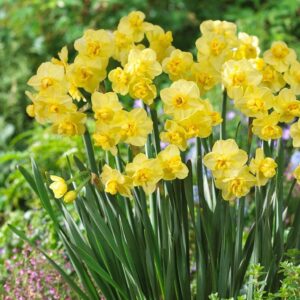 Нарцис ароматен не изчезва с тройни цветове - Narcissus Yellow cheerfulness 3