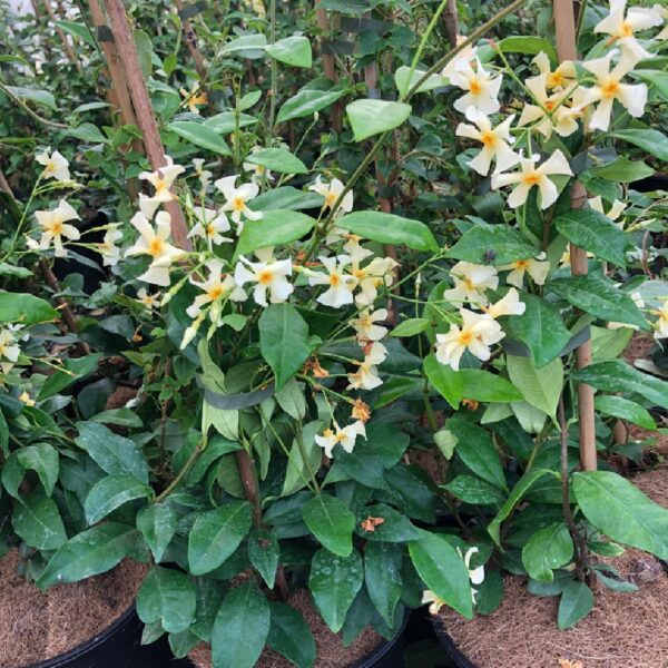 Най-ароматният жасмин подходящ и за жив плет - Trachelospermum Jasminoides (Star of Toscane