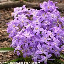 Ксионодокса многогодишна лилава красавица не изчезва през годините - Chionodoxa Violet beauty
