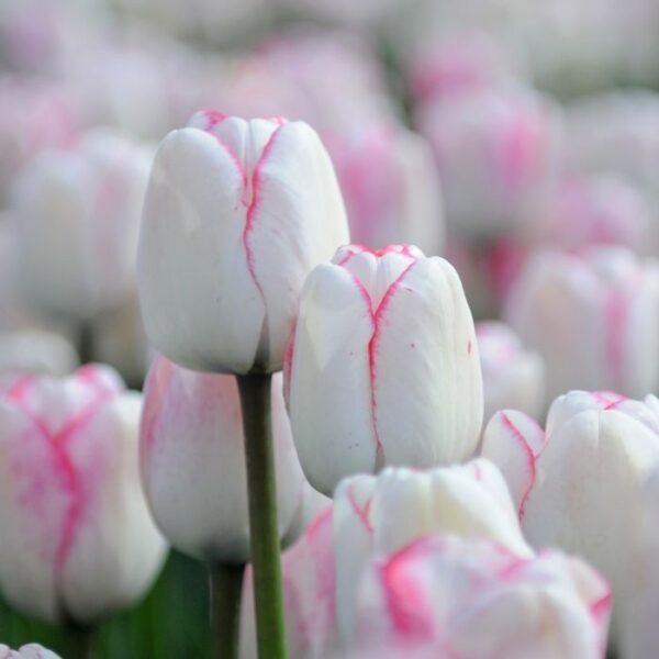 Лале Целувки и прегръдки с променящ се цвят през сезона - Tulip hugs and kisses