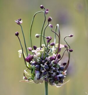 Алиум артистичен тъмно лилав - Allium Art