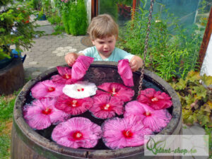 Хибискус Луна с огромен розов 20 см цвят зимоустойчив в саксия - Hibiscus Luna rose