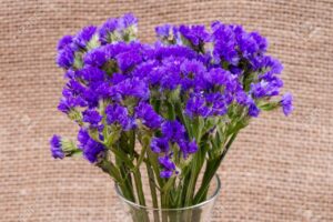 Лимониум многогодишен за слънчеви градини и сухо цвете 50 броя семена - Limonium QIS purple