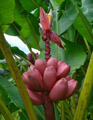 Банан единственият с розови плодове семена - Musa velutina
