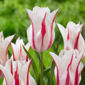 Лале екстравагантно и двуцветно Мерилин - Tulip Marylin