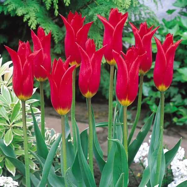 Лале не изчезващо лилиевидно едроцветно - Tulip red shine