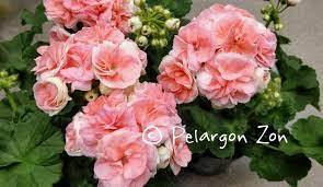 Мушкато единствено с кичест като розичка цвят - Pelargonium Zonale Rosebud Astrid