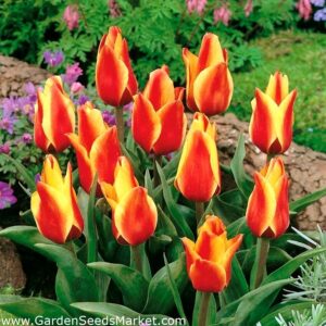 Лале драматично красиво многогодишно и не изчезва в градината - Tulip gregii cape cod