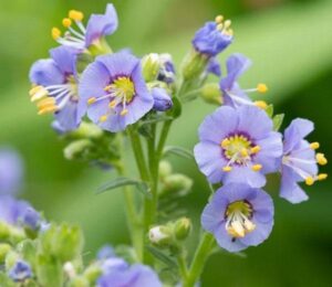Полемониум едно от малкото сини цветя многогодишен - Polemonium boreale 'Heavenly Habit'