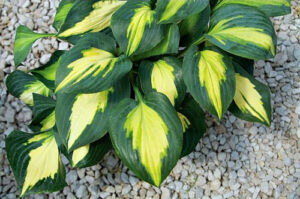Хоста зимоустойчива засадете и в саксия Летен бриз - Hosta Summer breeze Хоста зимоустойчива засадете и в саксия Летен бриз - Hosta Summer breeze