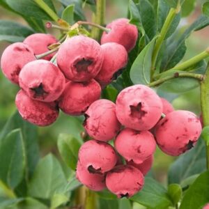 Боровинка розова самоопрашваща се два пъти по-сладка от синята - Vaccinium Pink Lemonade (Pinkberry)