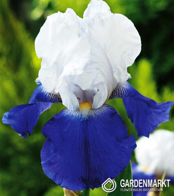 Ирис ароматен и не изчезващ смущаващо красив в бяло и синьо- Iris Arpege