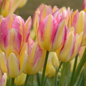 Лале букет тройно двуцветно Антоанет - Tulip Antoinette Лале букет тройно двуцветно Антоанет - Tulip Antoinette