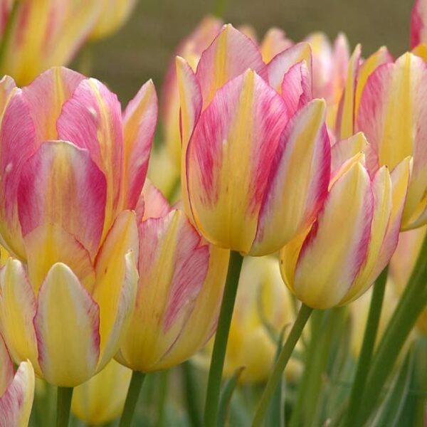Лале букет тройно двуцветно Антоанет - Tulip Antoinette