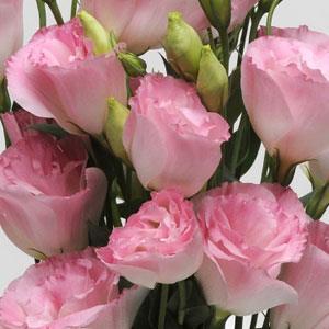 Лизиантус кичест розов - Lisianthus double pink